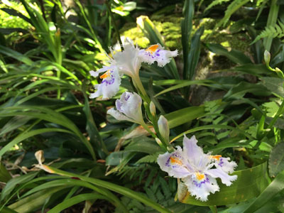 著莪 しゃが が咲き始めました 城崎温泉 ときわ別館 公式サイト